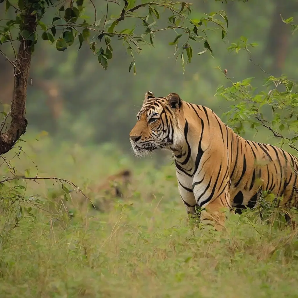 A Comprehensive Guide to the Best Wildlife Sanctuaries in India for Nature Lovers